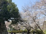 三年签第二弹之平成最后的樱花（福冈-熊本-由布院-别府）【完结】