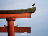 随心所想的日本之旅...看建筑...京都小众景点...伊豆半岛泡汤