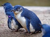 新西兰-小蓝企鹅