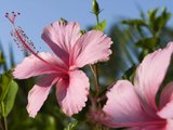 大溪地群岛最受欢迎的热带花卉，你认识几个？