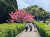 樱花季去日本，美美的自由行攻略
