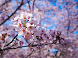四月芬芳，樱花正开——关西蜜月行，京都+宇治+奈良+大阪，附海量樱花美图、多地赏樱名所干货攻略