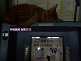 史上最强喵星人见证台湾ATM使用银联！！！