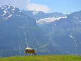 【夏季6日瑞士初探，新手满满干货分享】自由、自在、自行