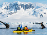 个人去南极怎么买船票？本文整理了几乎所有的南极邮轮