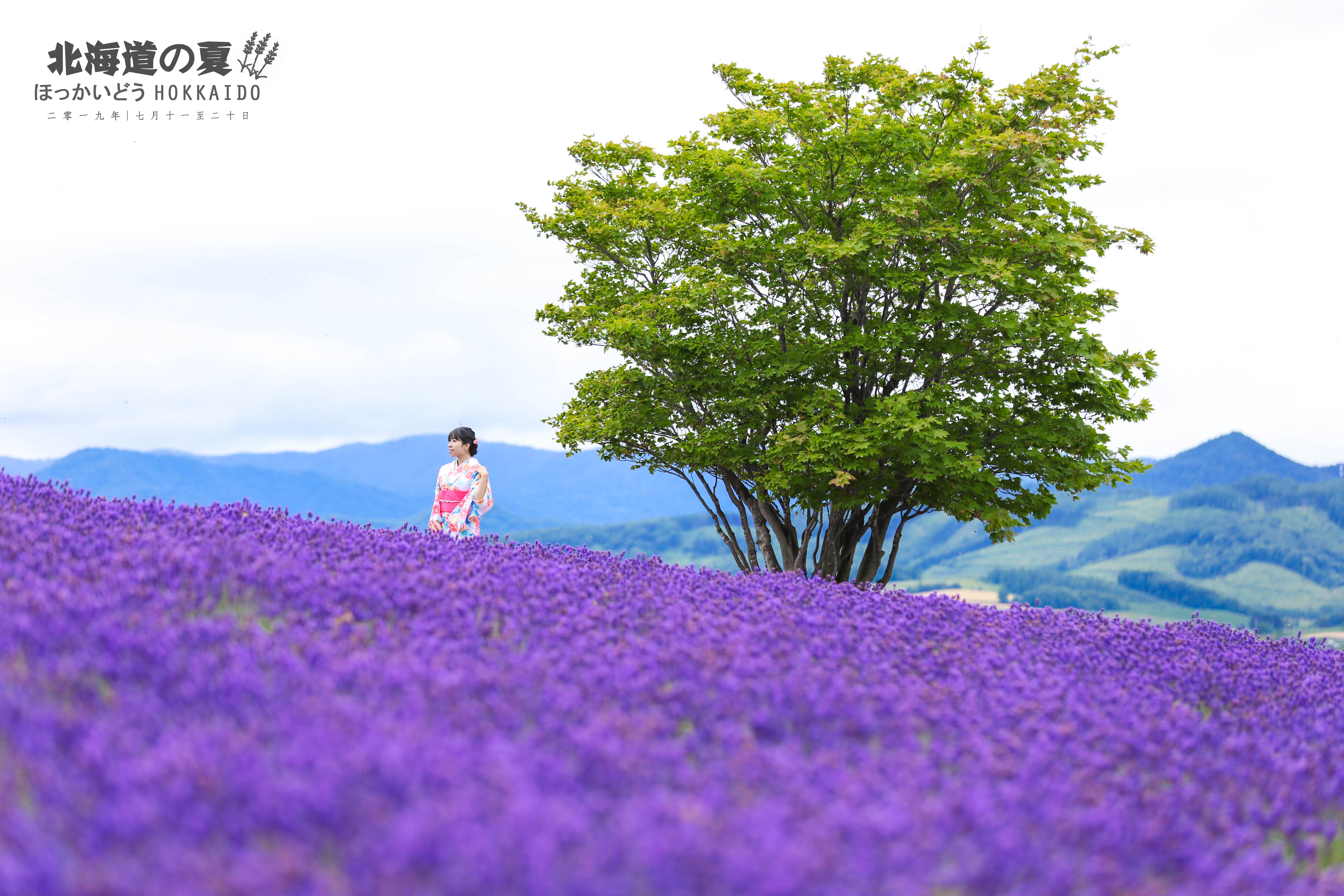 北海道十日谈 与薰衣草的夏日对话 一个人流浪的小众清单 札幌 定山溪 富良野 美瑛 带广 钏路 池田 阿寒湖 日本 论坛 穷游网