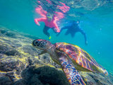 2019国庆菲律宾亲子之旅（海龟、鲸鲨、沙丁鱼，更新完毕）