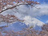 初遇日本，梦中樱花和富士山