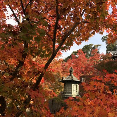 亲子游 和娃娃们红叶狩神户京都名古屋特别介绍关于娃娃们的交通住宿景点 日本 带孩子旅行 论坛 穷游网