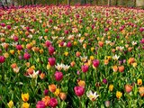 春天来看花，一路在翻车O(∩_∩)O~【2019.4荷兰+比利时，自驾看花记！】