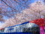 是樱花呀！这是釜山被加持过的粉色浪漫（镇海、釜山4日赏樱之旅）