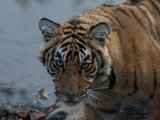 印度Safari 科贝特伦腾堡孙德班野生动物大追踪！