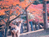 【奈良、京都小旅行】红叶最旺季，四天长周末能看些啥？附自己提前网上购买岚山小火车票攻略