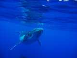 【小葛游世界】汤加，斐济，悉尼，一场关于鲸鱼，鲨鱼和考拉的旅行