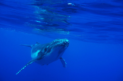 小葛游世界 汤加 斐济 悉尼 一场关于鲸鱼 鲨鱼和考拉的旅行 太平洋海岛 潜水俱乐部 澳大利亚 论坛 穷游网