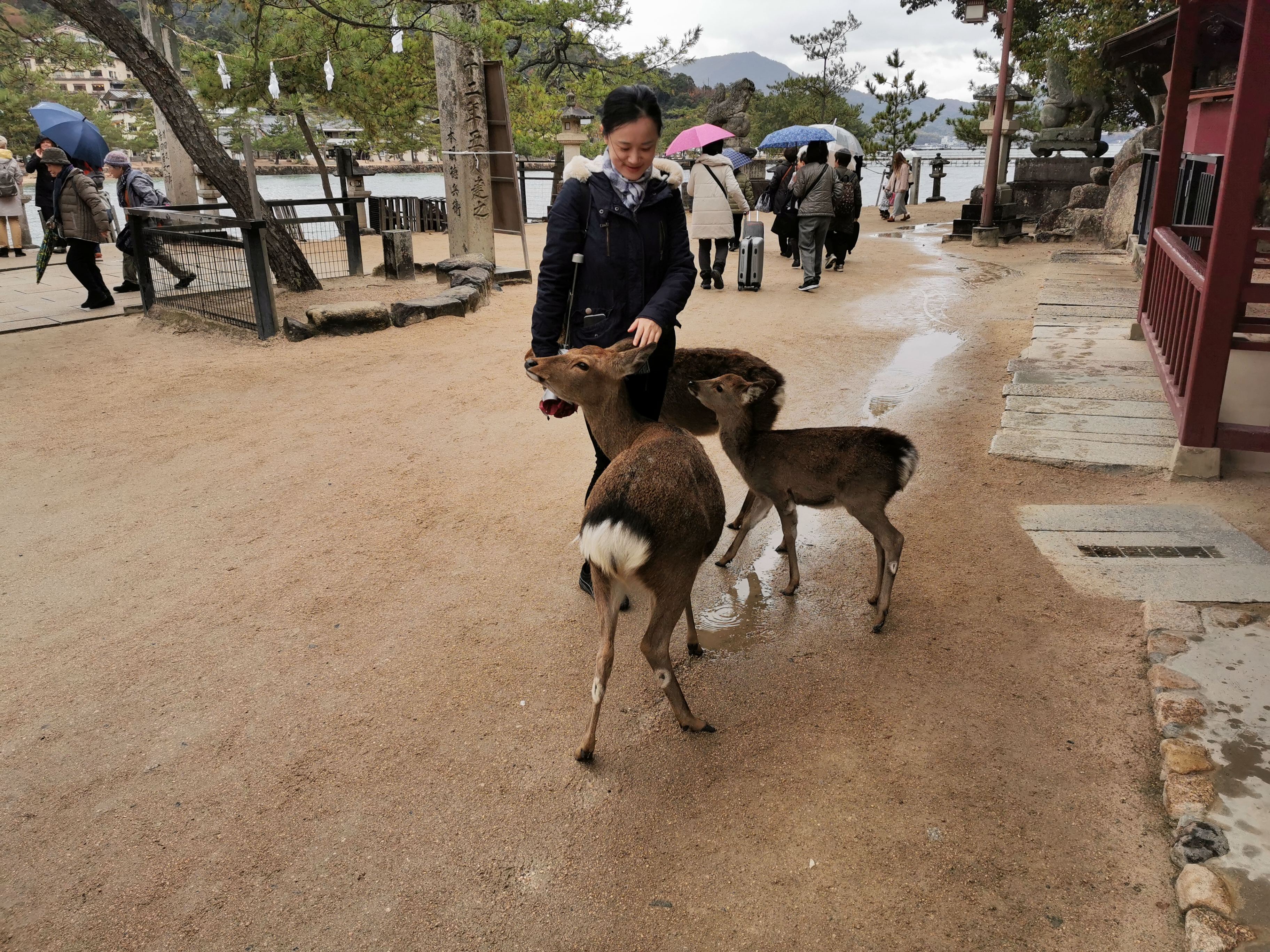 伊势市游记 伊势市旅行游记 伊势市自由行游记攻略 穷游网