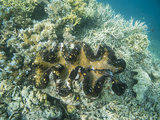 Palau巨蚌城|世界上最大的贝壳原来在这里！