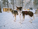 芬兰+爱沙尼亚｜冬日雪国里的一点甜-12天北极圈追寻欧若拉自驾攻略（全文完）