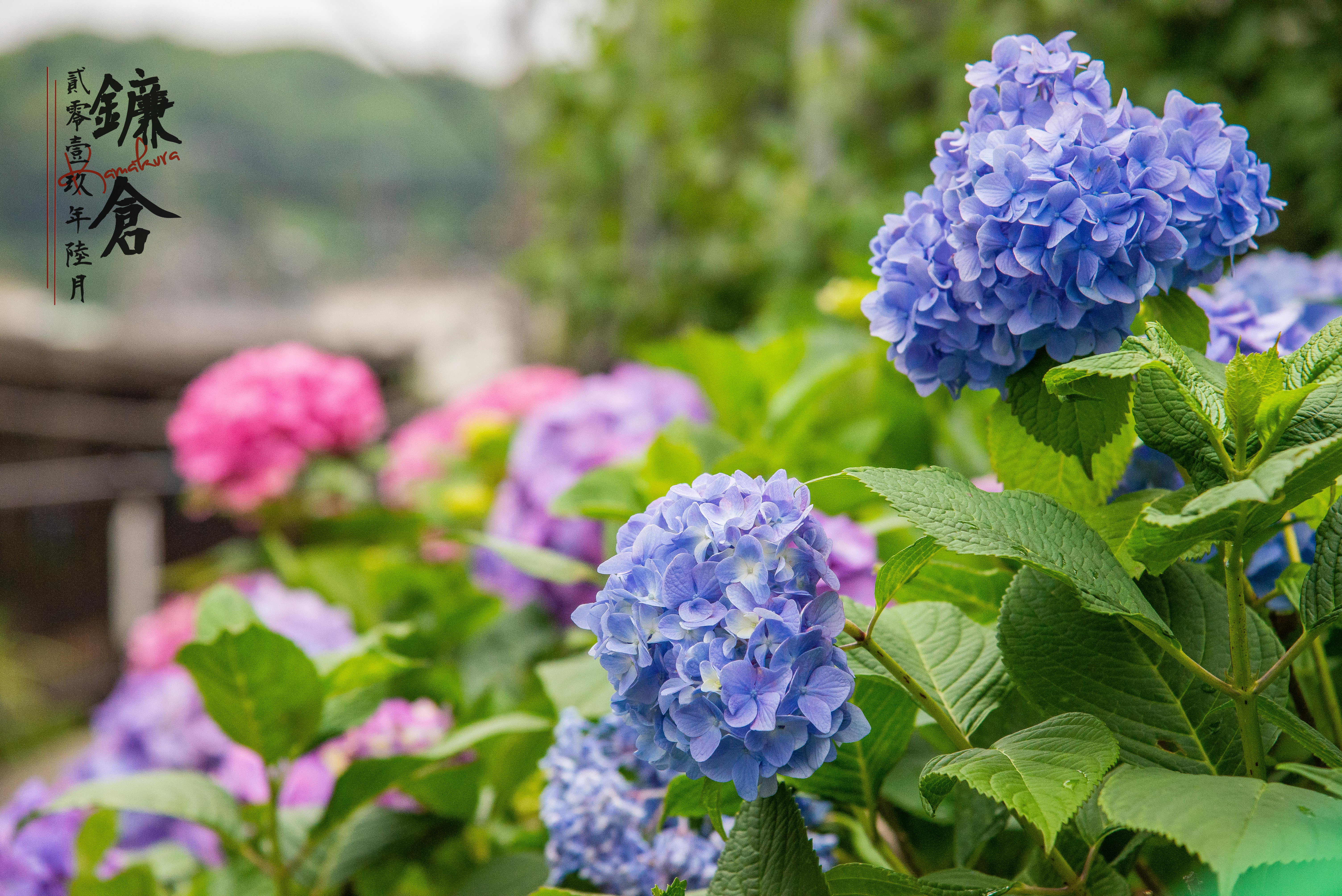 雨季的浪漫 端午东京日光鬼怒川镰仓赏紫阳花泡温泉 日本 论坛 穷游网