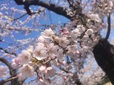 北海道的樱花季——带你吃喝玩乐全攻略！