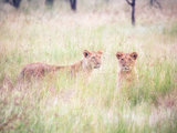那些与大猫作伴的日子-坦桑尼亚10天safari追逐大迁徙
