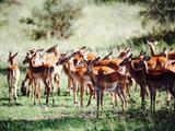 坦桑：亲子旅行的记忆系列 走进非洲的野生动物保护