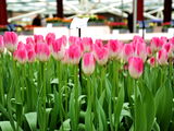 阿姆斯特丹游记，郁金香花园花期延后了！！！最好四月底五月初再去吧！