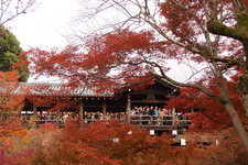 枫叶时节逛京都