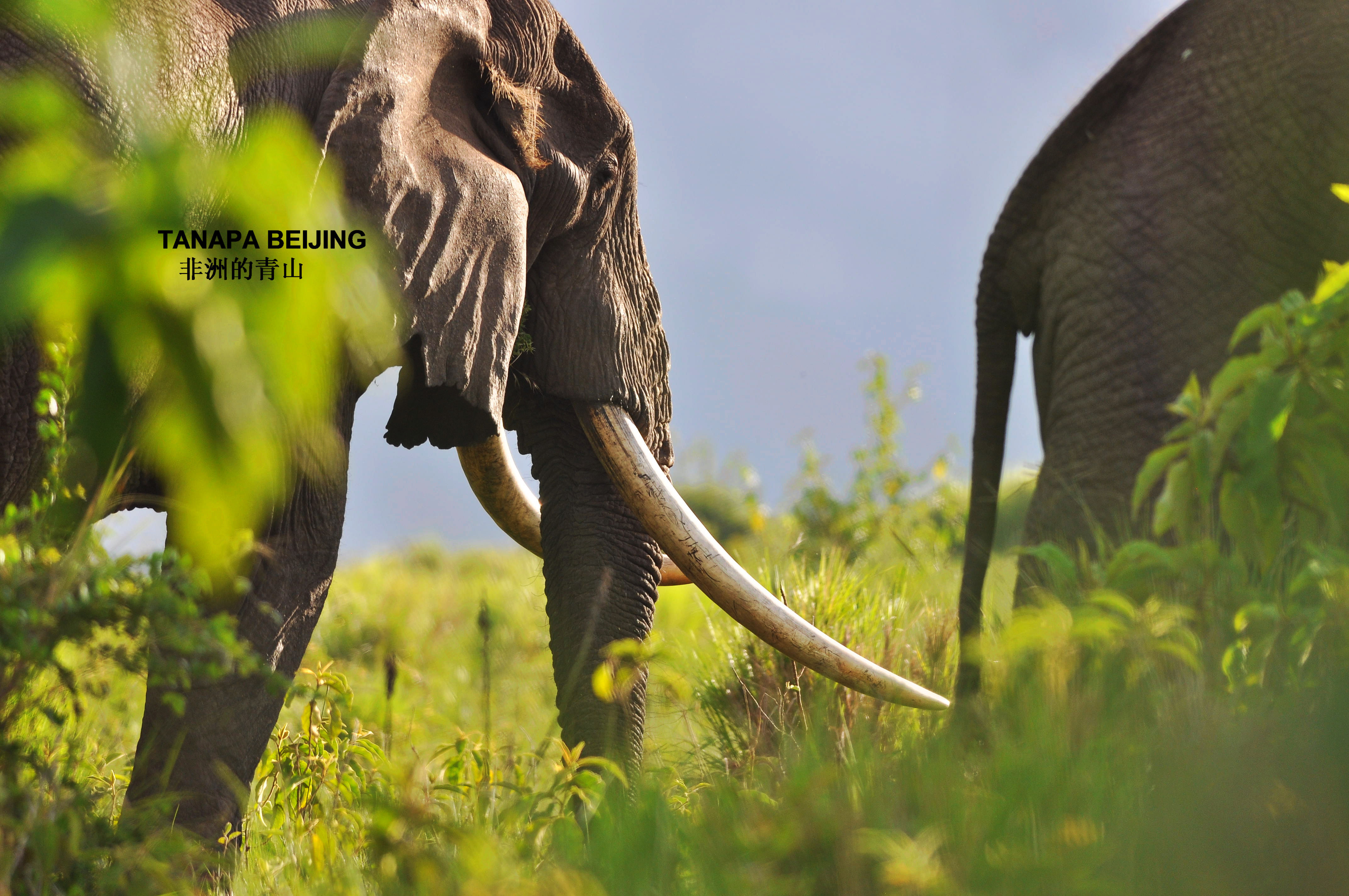 【肯尼亚经典十八日游】东非五国游 - 肯尼亚签