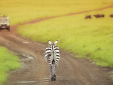 圆梦非洲--坦桑尼亚8日游[塞伦盖地safari、遇险脱困（雨季必看）、住宿等多图详细攻略]