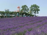 上海薰衣草公园，梦幻紫色海
