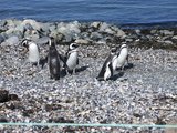 访国家企鹅保护区—玛格达利亚岛，智利