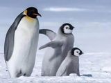 攻略｜觐见帝企鹅：企鹅爱好者的终极梦想（第2版，2020.8更新）