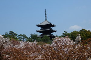 仁和寺景点观光攻略 仁和寺地址 仁和寺门票查询预订 穷游网