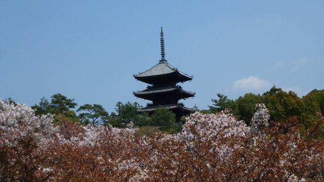 仁和寺景点观光攻略 仁和寺地址 仁和寺门票查询预订 穷游网移动版