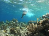 潜水热点 | 有种仙境，叫库拉索的加勒比海洋世界