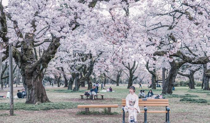 嘿，樱花~请你等等我！三刷日本终于看到樱花满开的真面目