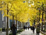 来自大阪市内・御堂筋的秋日信笺！ 银杏行道树形成了金黄色的风景线