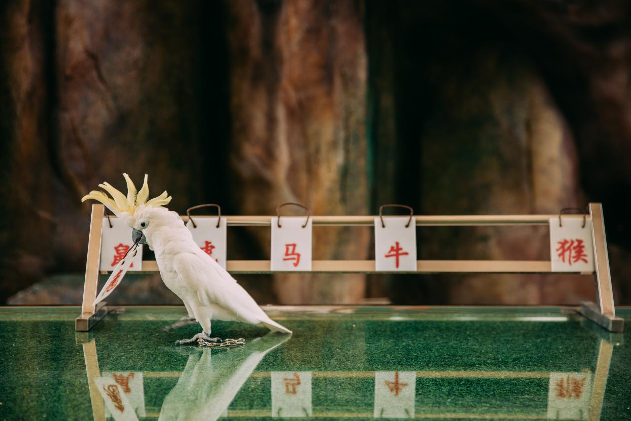 第三次打卡的光明蝶谷飞鸟乐园到底有多好玩