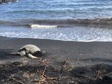 夏威夷-寻海龟