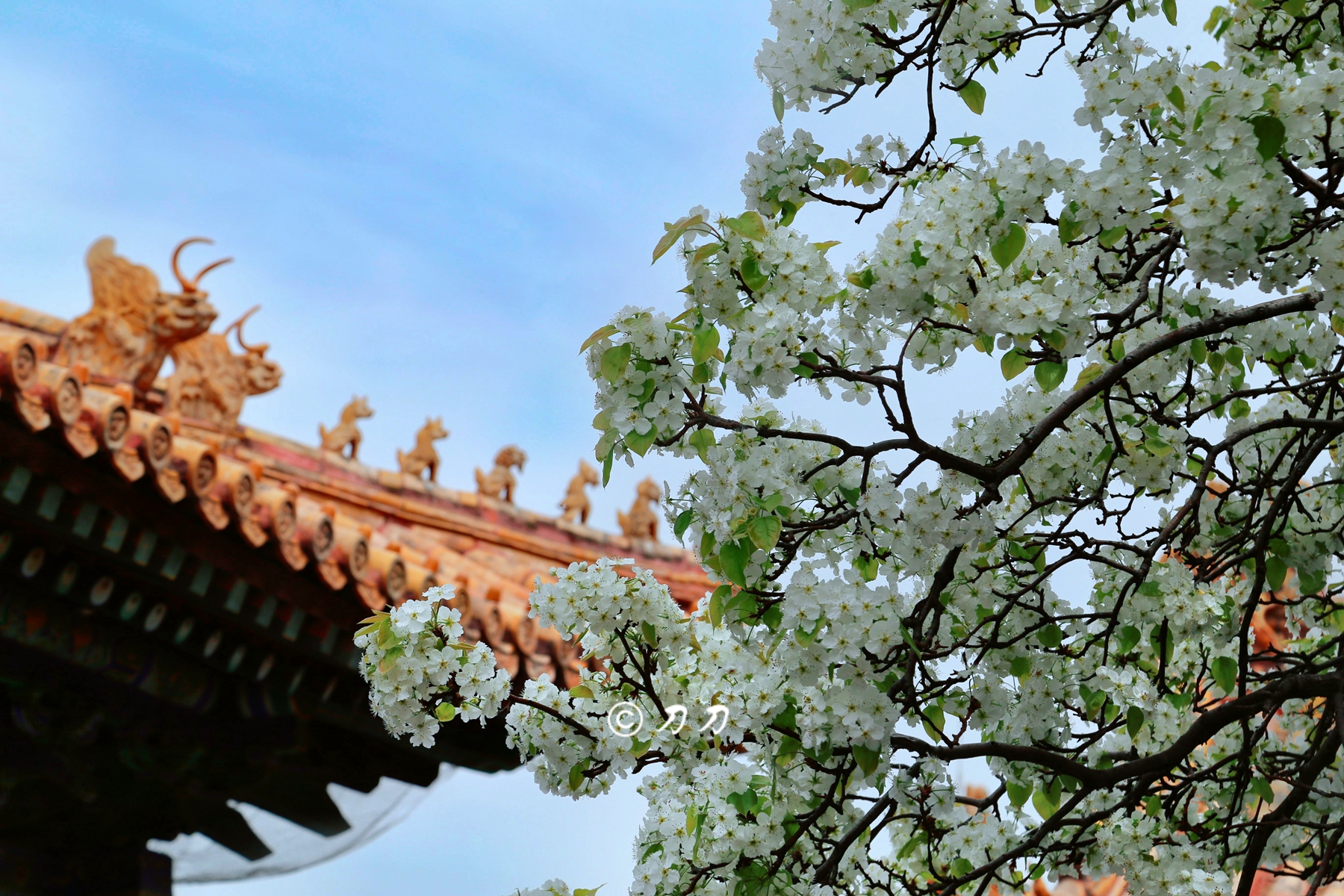 600岁紫禁城的画意诗情 在故宫三年等一树花开 中国内地 旅行摄影 论坛 穷游网