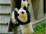 阿坝州九大文旅品牌——大熊猫！