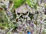 春日限定！开往理县春天的“樱花专列”上线啦！