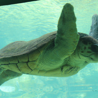 奥兰多主题公园 环球影城两园 海洋世界 详细图文点评及小贴士 美国 论坛 穷游网