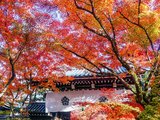 【京都X名古屋】时光如琥珀，为你封藏一场秋色。（岚山/永观堂/南禅寺/贵船神社秋游记）