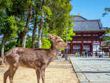 奈良10项旅游全攻略！观光景点、美食、饭店住宿、交通方式等