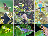 【活猪子出品】跟我去看神奇动物！十日玩转中美洲生态天堂—哥斯达黎加