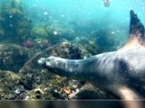 加拉帕戈斯岛可爱的海狮和海狗