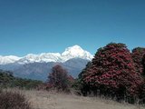 【ABC】尼泊尔 喜马拉雅 鱼尾峰 安纳普尔纳峰登山大本营10日徒步世界第十高峰
