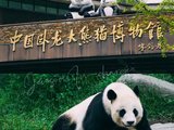 旅游鸭探寻到了卧龙的大熊猫